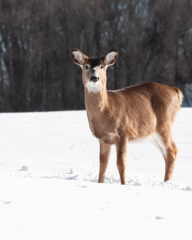 a deer stands in the snow on queenstown harbor's property in the winter
